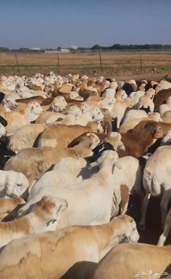 رفيدي مرابي فل الفل جودة وسعر 2