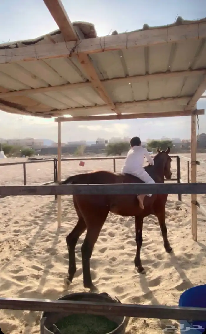 بيدوك البيع شبك 1