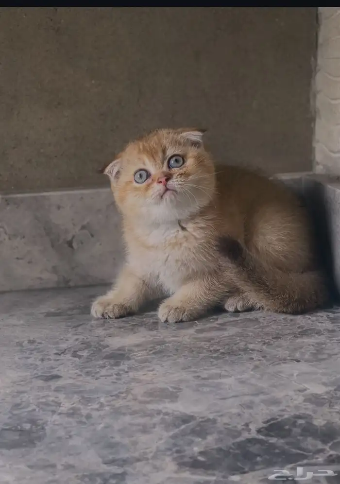 سكوتش فولد 0