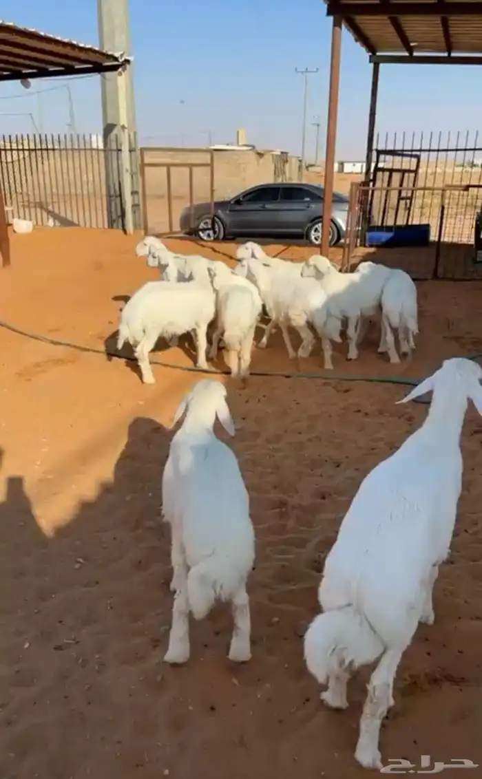 حري العدد 10 فيه ثلاث رخال 0