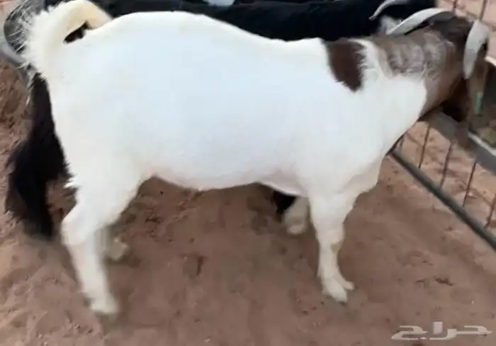 تيس بورقت اصل 2