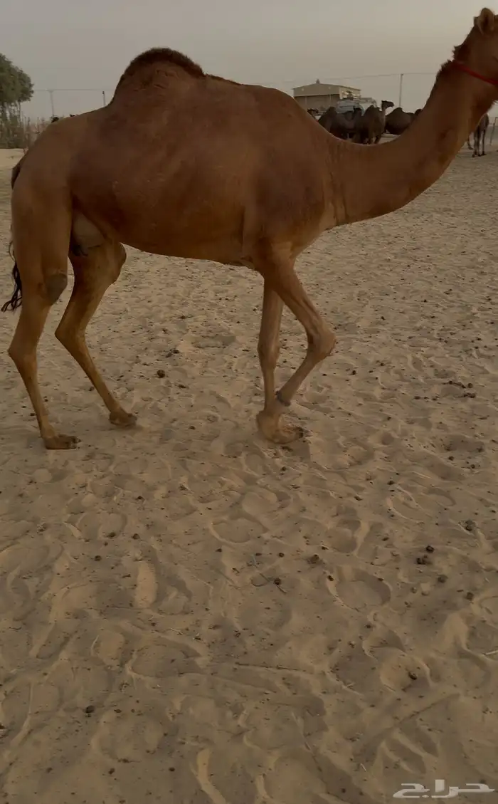 عشرا عاد ديدها فيه لبن وقليصه ل الفرديات وكانت ركبيه 3