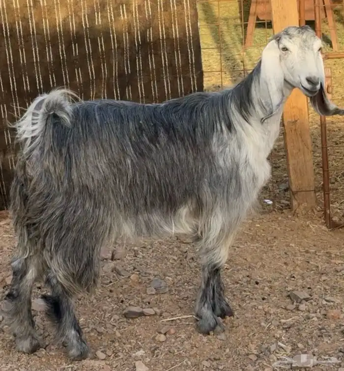 جفار ومعزا مصريات هجين شامي بفحولها مراح 45