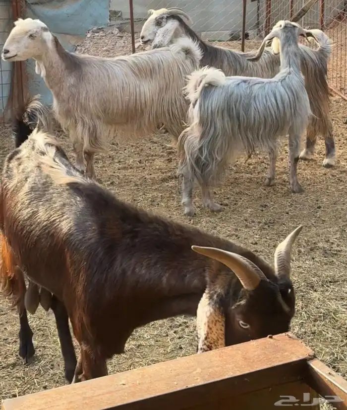 جفار ومعزا مصريات هجين شامي بفحولها مراح 21