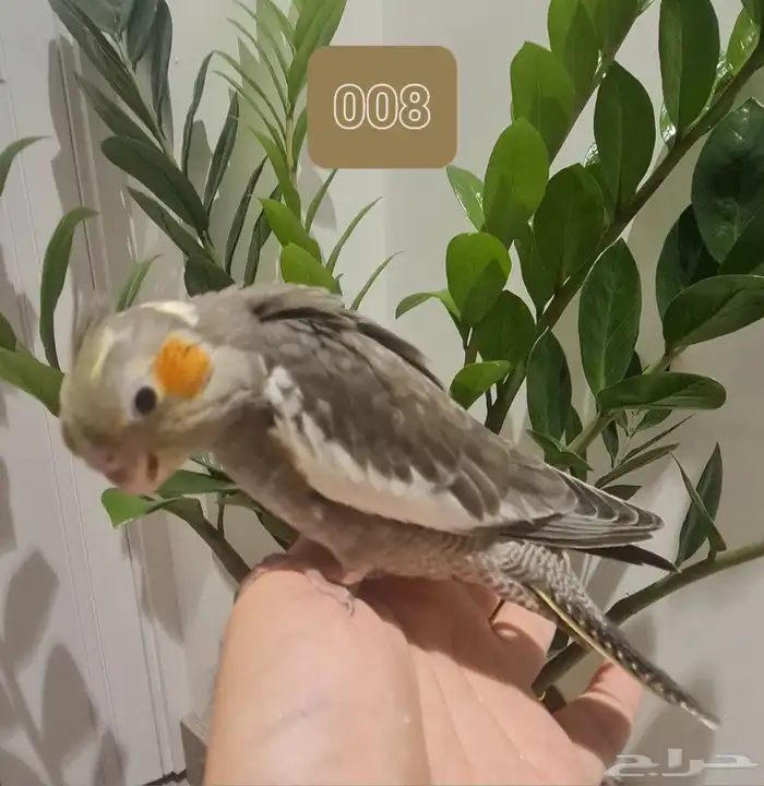 لأهل التميز فروخ كروان و روز اليفة مميزة (متوفر تابي وتمارا) 4