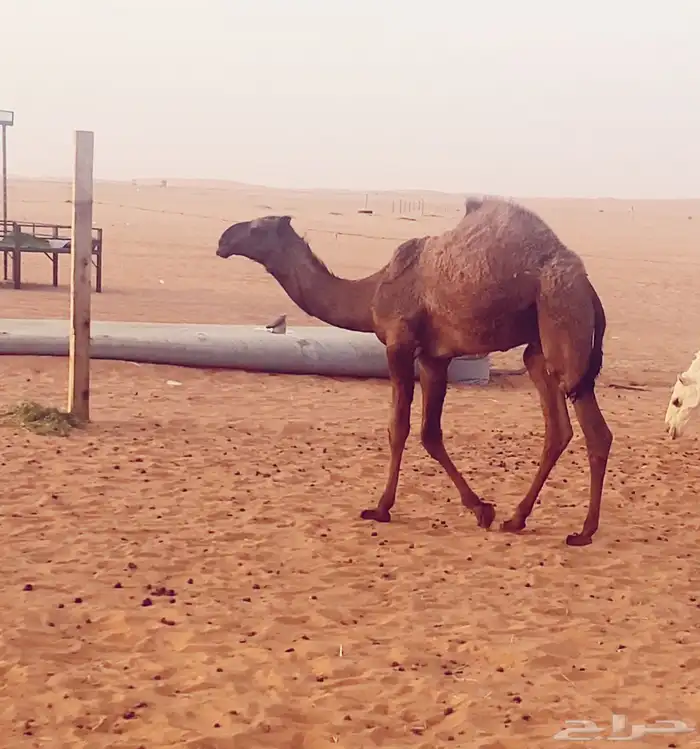 قعود فردي اصفر على البرنس 0