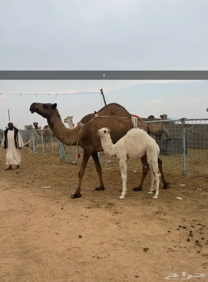 .للبيع خلفات 3