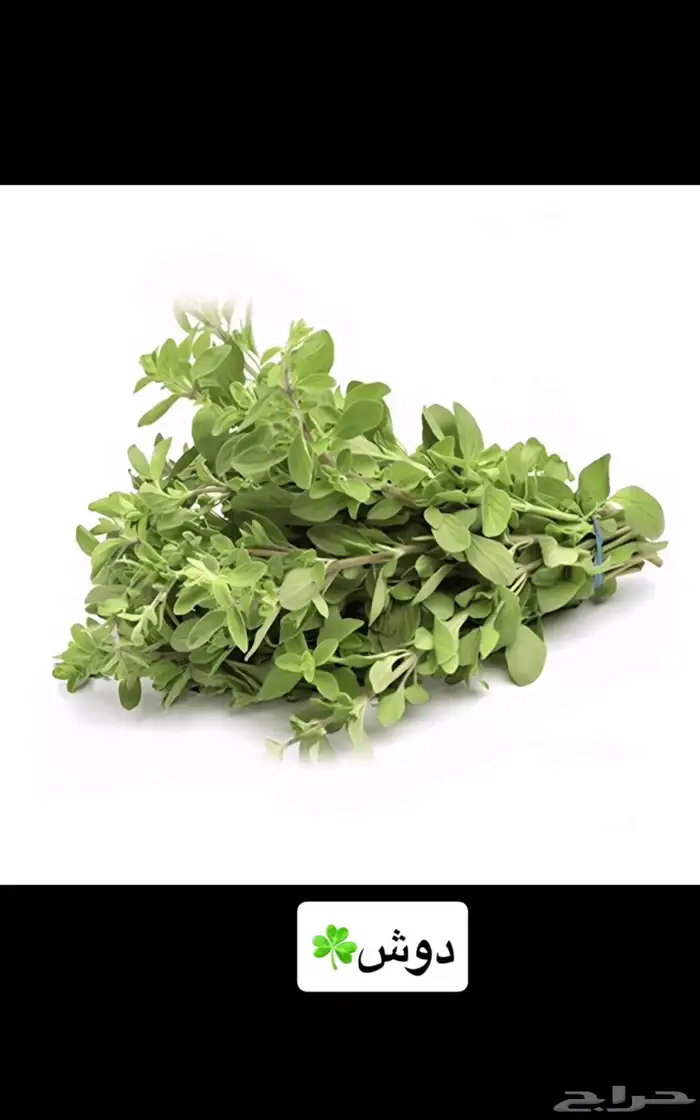 نعناع مديني وحبق ولمام وورد مديني   توريد يومي 2