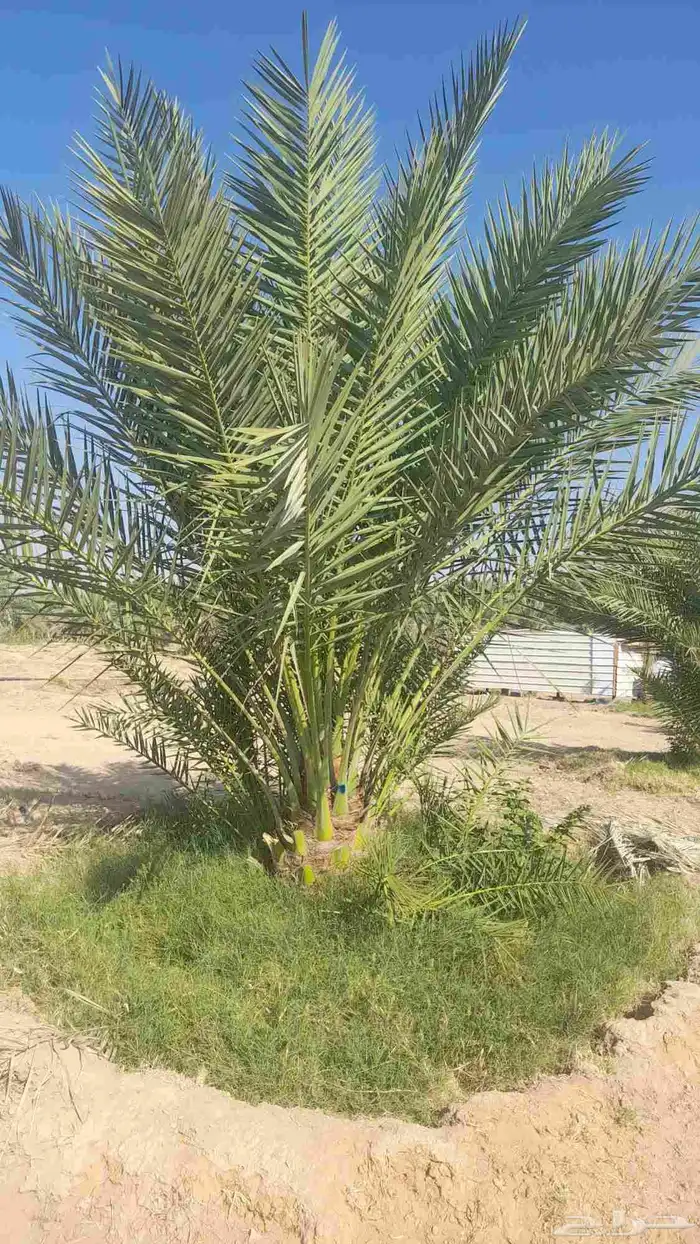 نخل مثمر توصيل وغرس 3