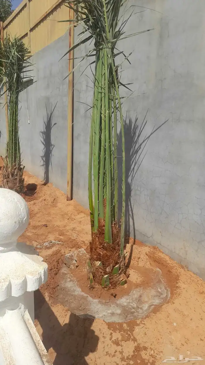 نخل مثمر توصيل وغرس 7