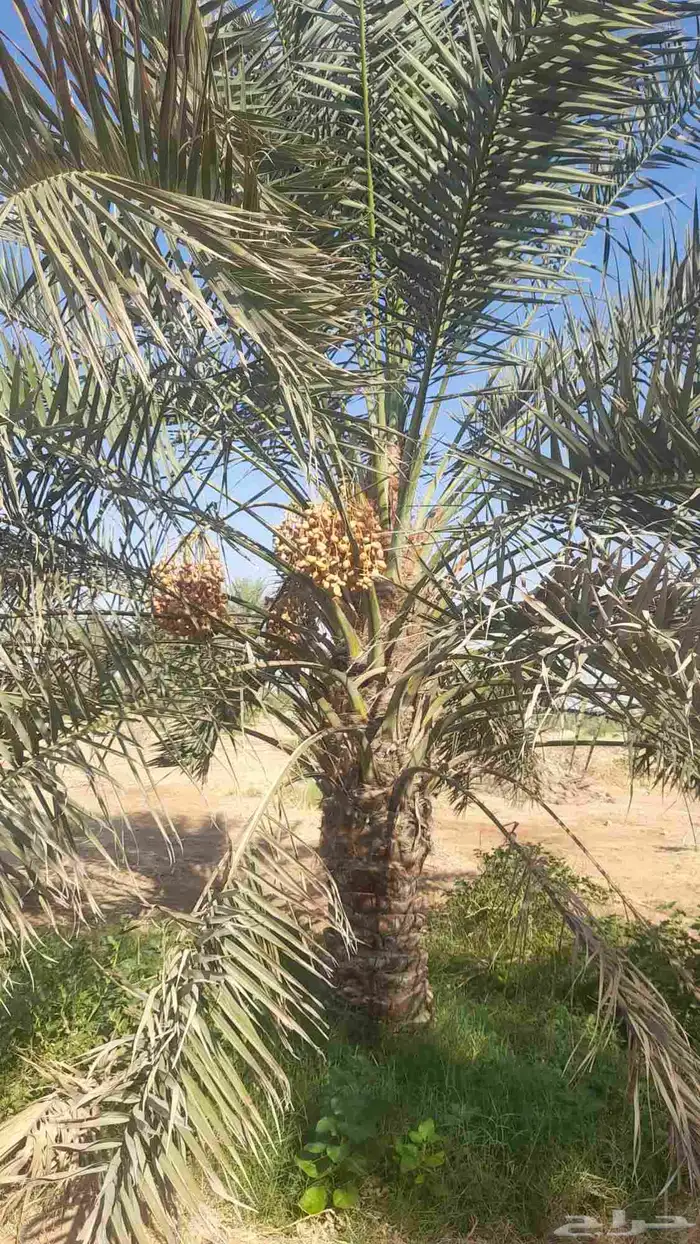 نخل مثمر توصيل وغرس 5