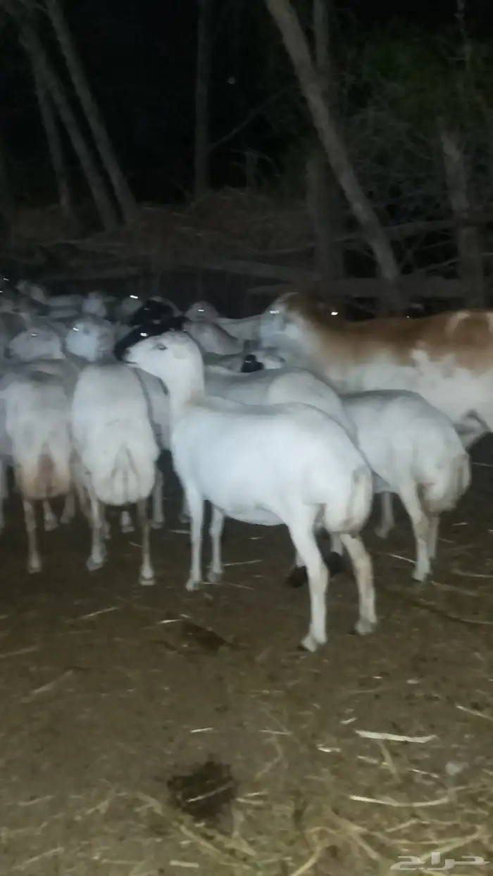 ضان رفيديات العدد 90 منهم 10 ولدت والباقي قرايب دفيع على شرط 2