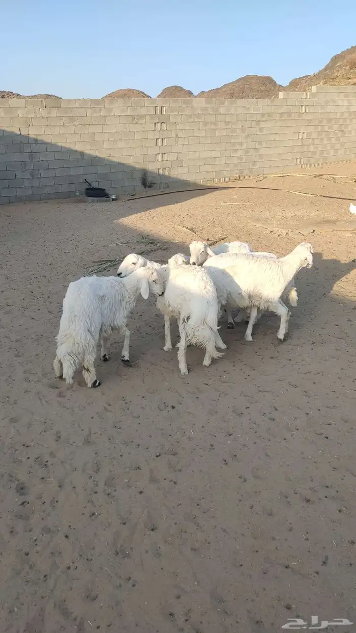 طليان جذعان 1