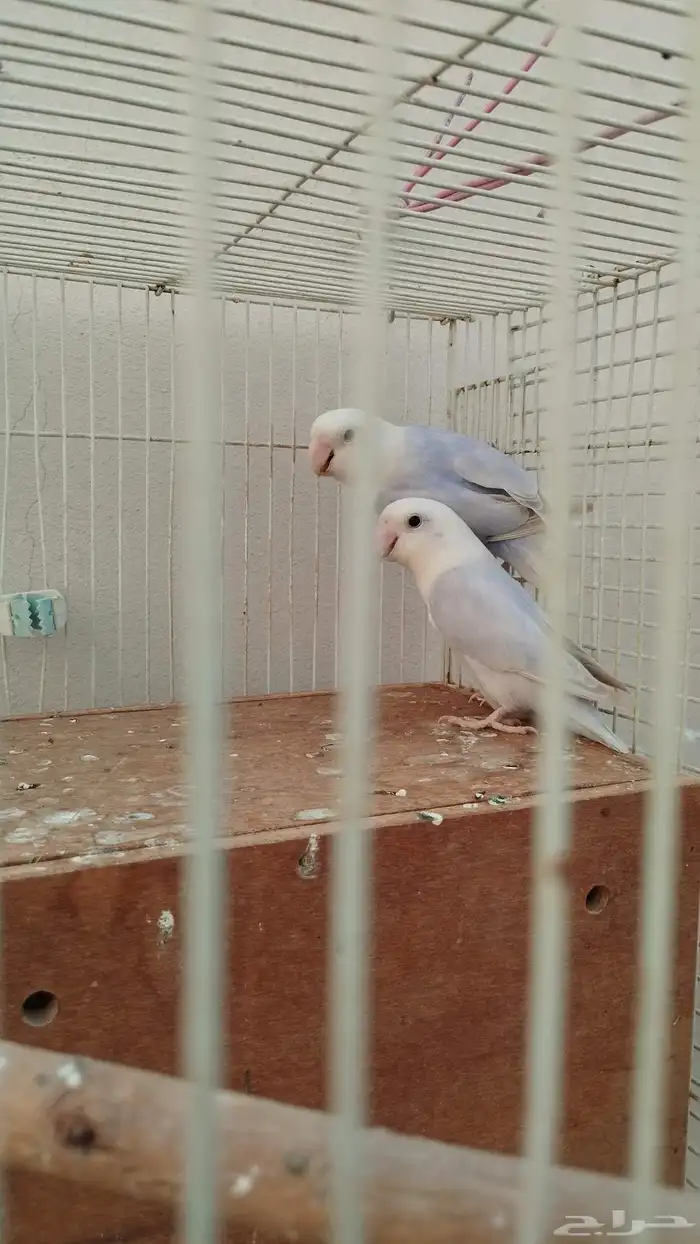 جوز روز بلد اوبلاين 3