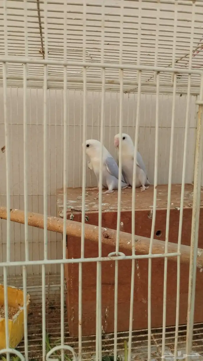 جوز روز بلد اوبلاين 4