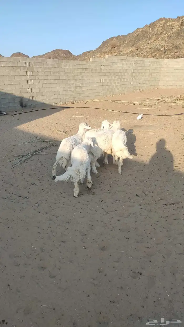 طليان جذعان 3