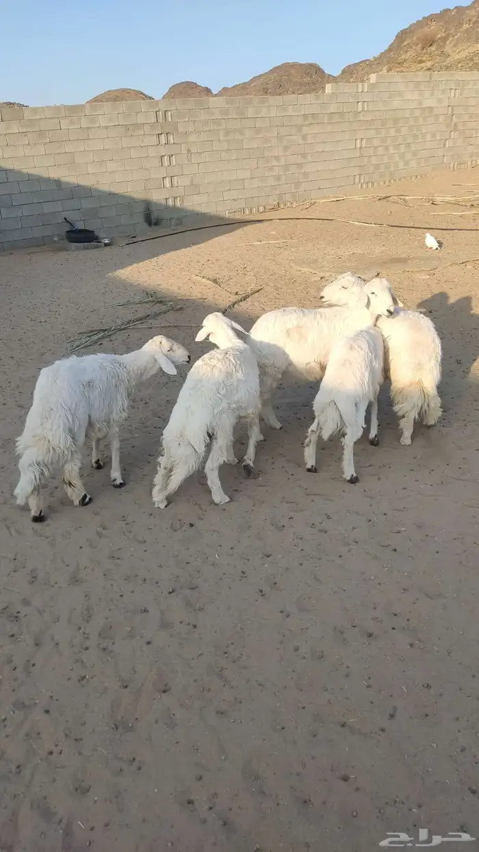 طليان جذعان 2