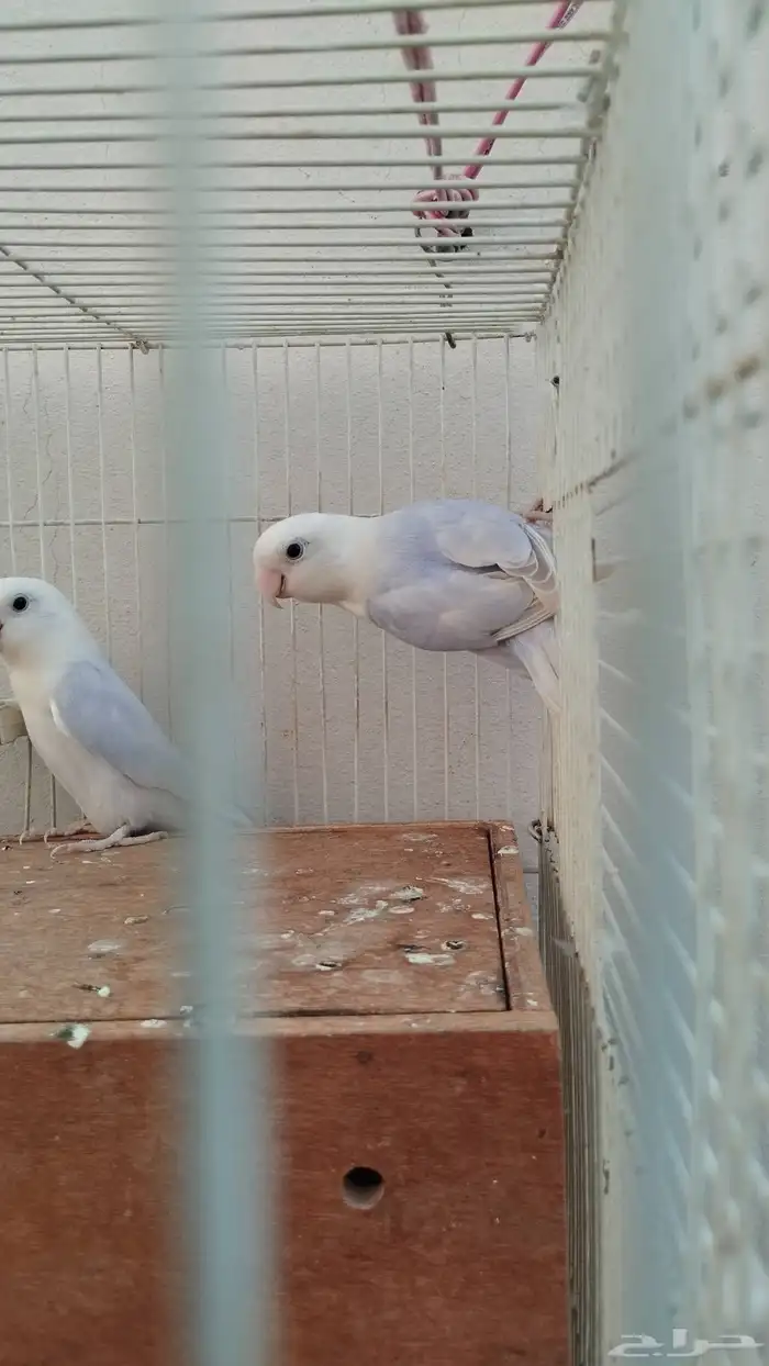 جوز روز بلد اوبلاين 2