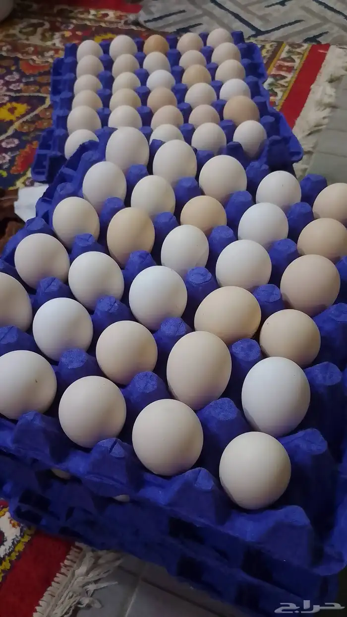 بيض بلدي مخصب 0