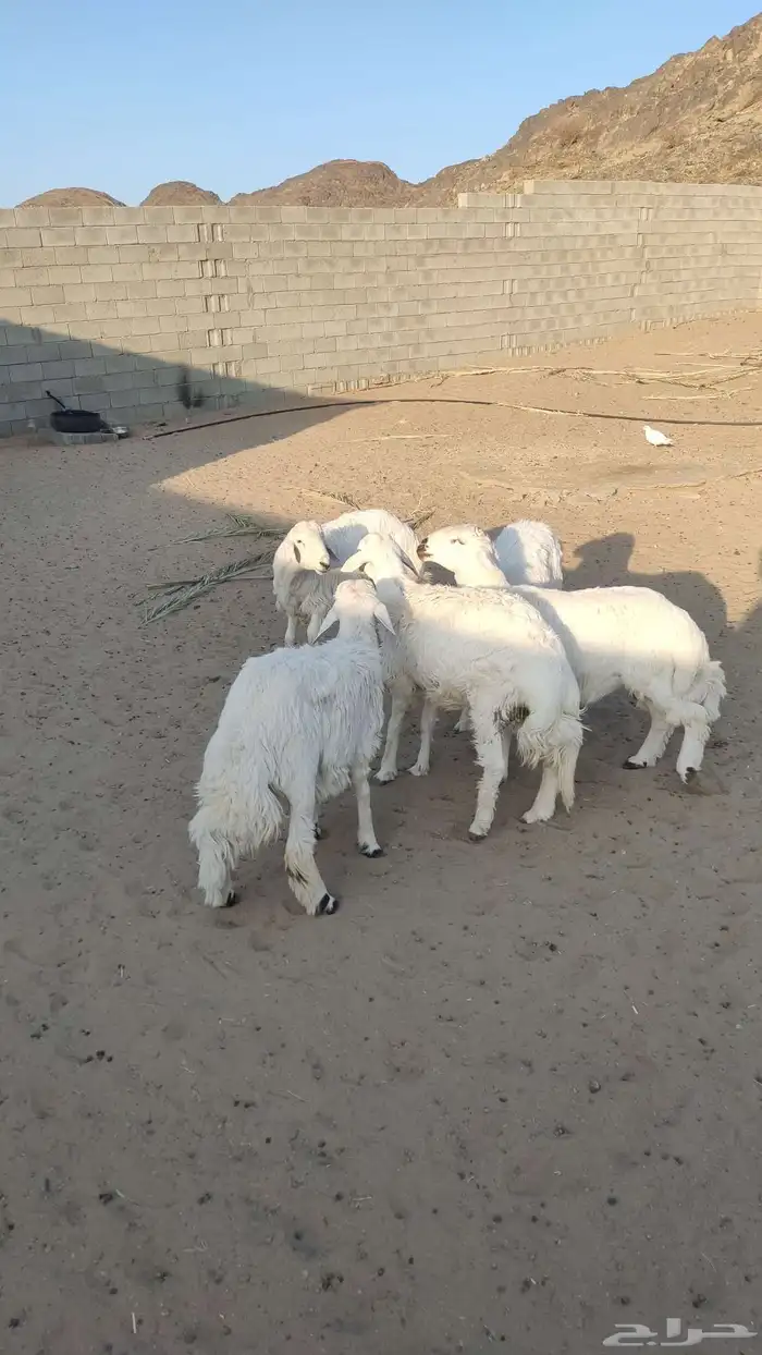 طليان جذعان 0