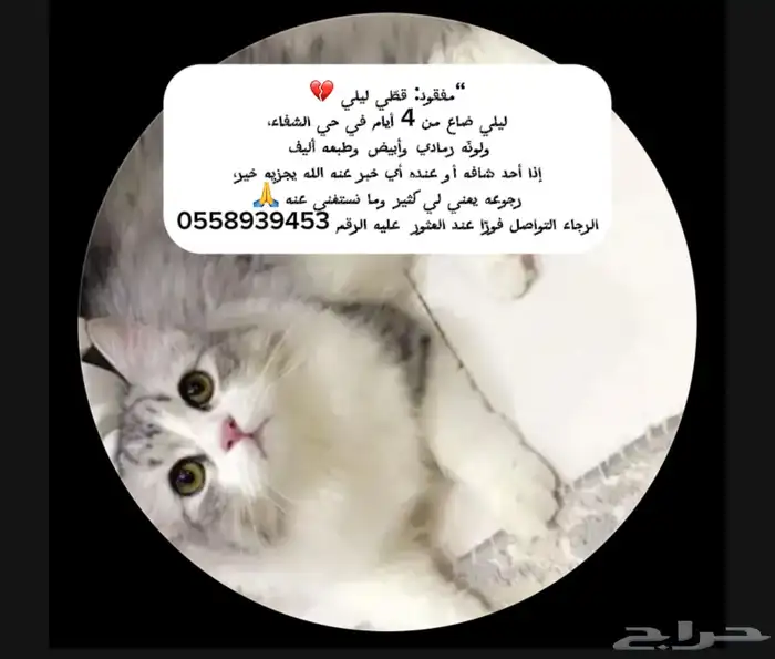 الي يلقا القط له مكافأة ماليه 1