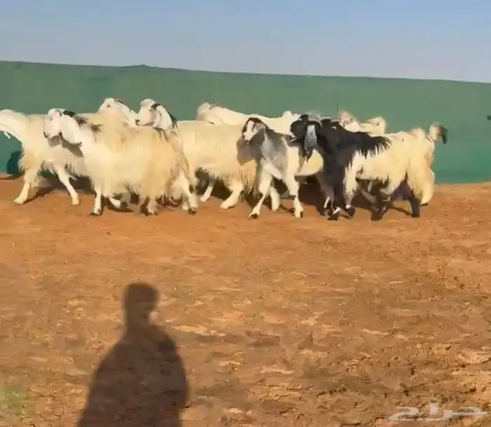 ماعز مصريات بيض اجروم 0