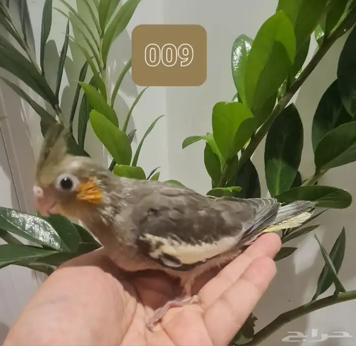 لأهل التميز فروخ كروان و روز اليفة مميزة (متوفر تابي وتمارا) 3