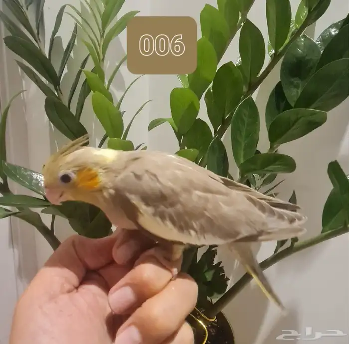 لأهل التميز فروخ كروان و روز اليفة مميزة (متوفر تابي وتمارا) 2