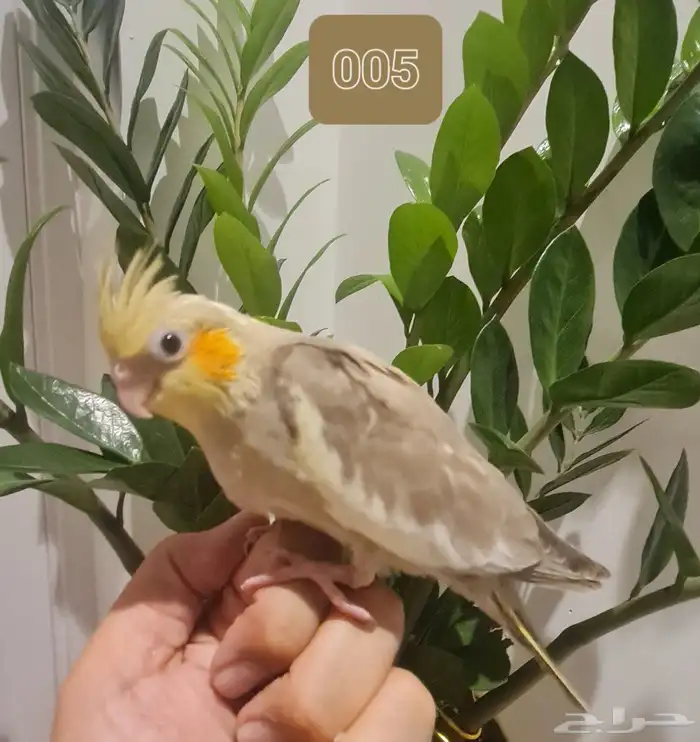 لأهل التميز فروخ كروان و روز اليفة مميزة (متوفر تابي وتمارا) 6