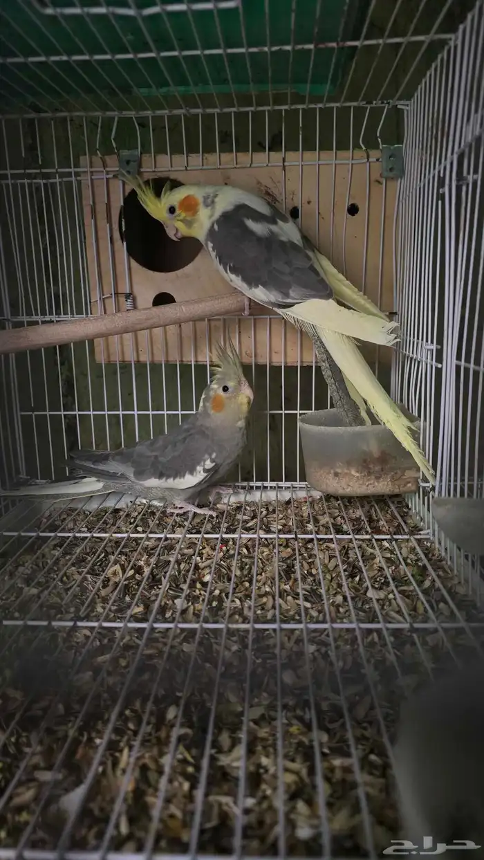 طيور ببغاء كروان 0