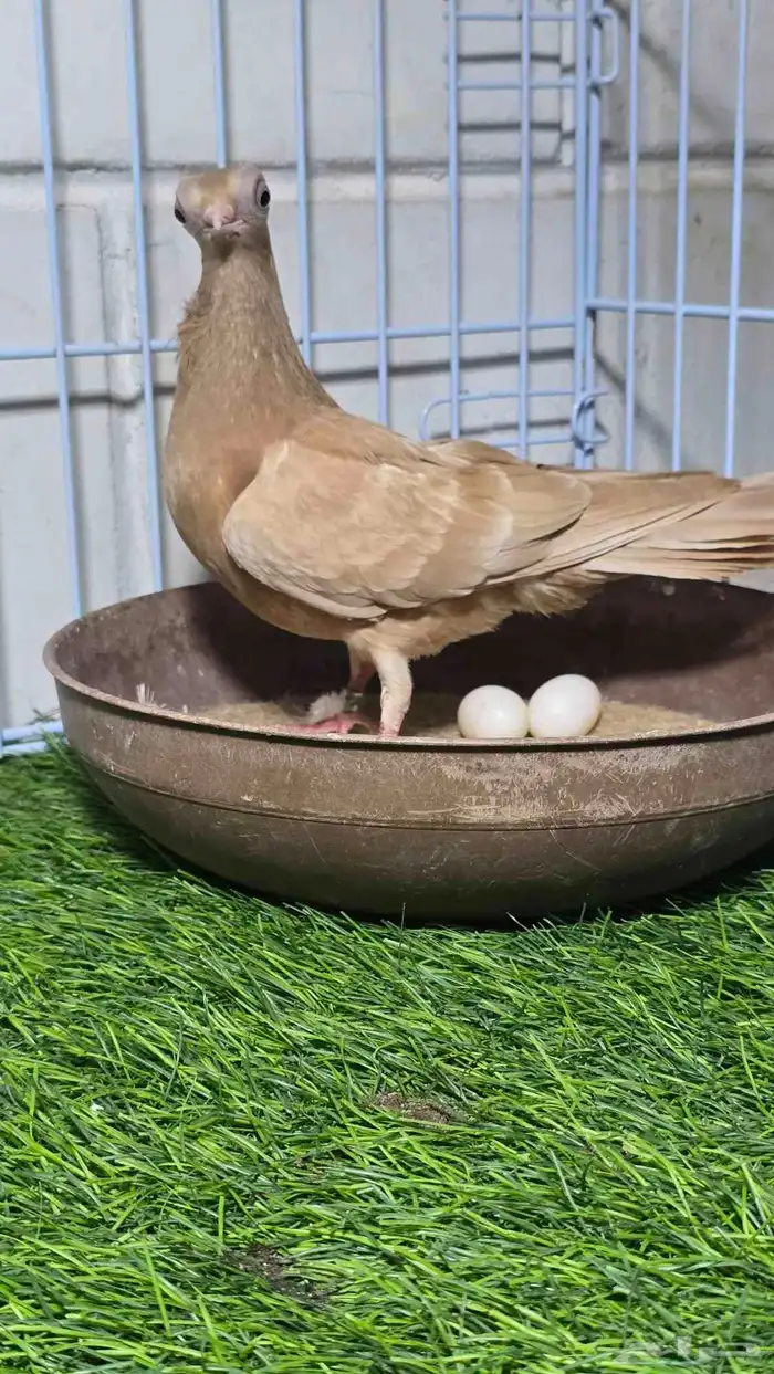 طيرة مميزة كوري (بودابست) 1