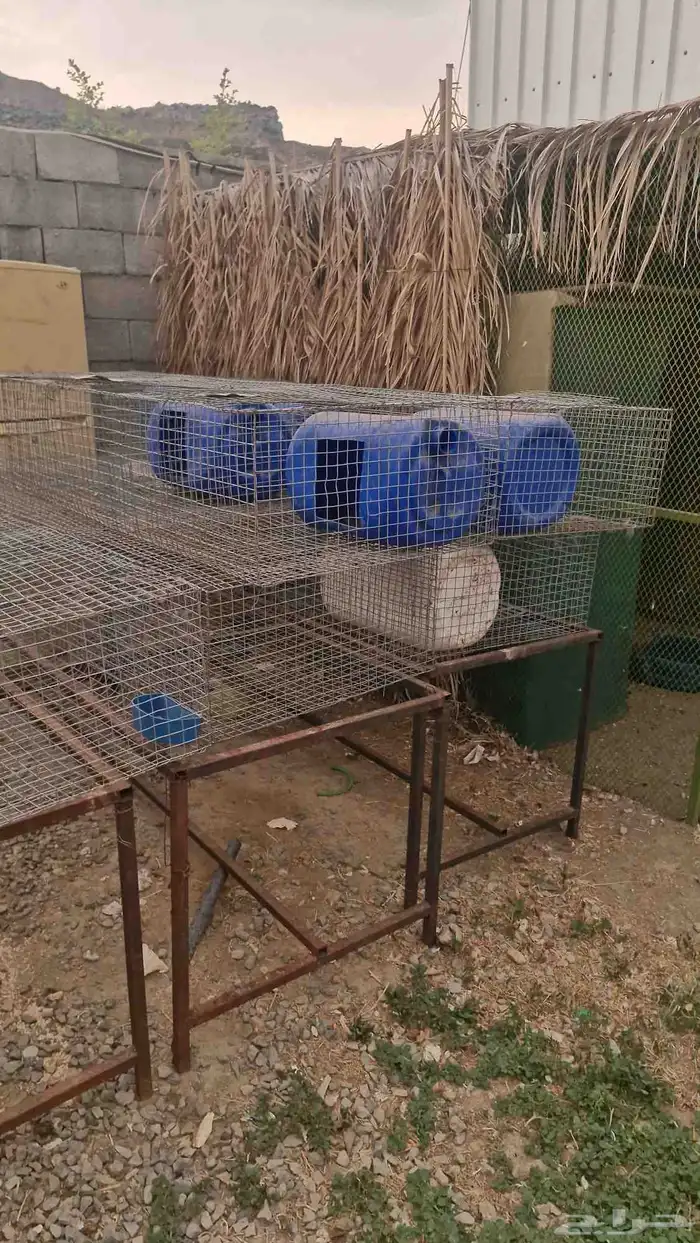 اعلاف ولوازم الطيور والاغنام يوجد توصيل 13