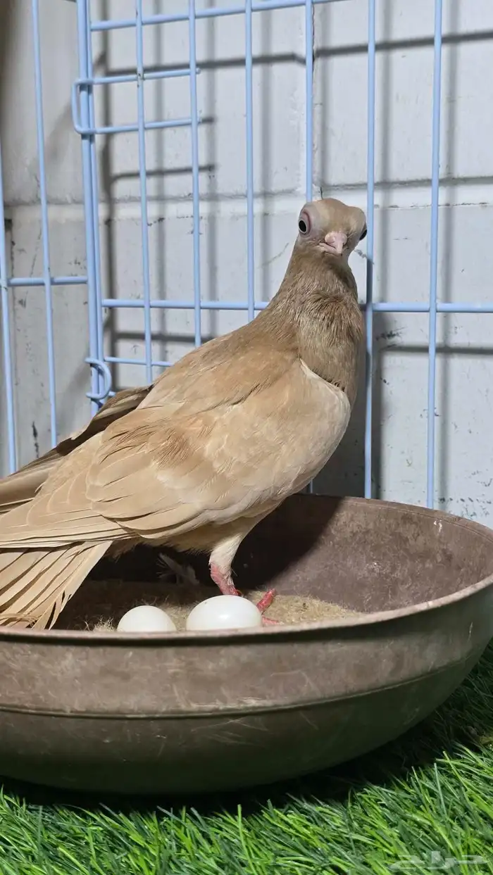 طيرة مميزة كوري (بودابست) 0