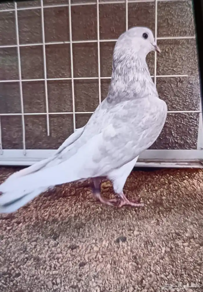 حمام باكستاني 0