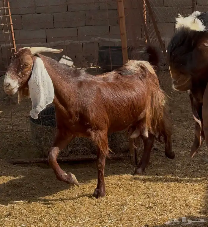 جفار ومعزا مصريات هجين شامي بفحولها مراح 4