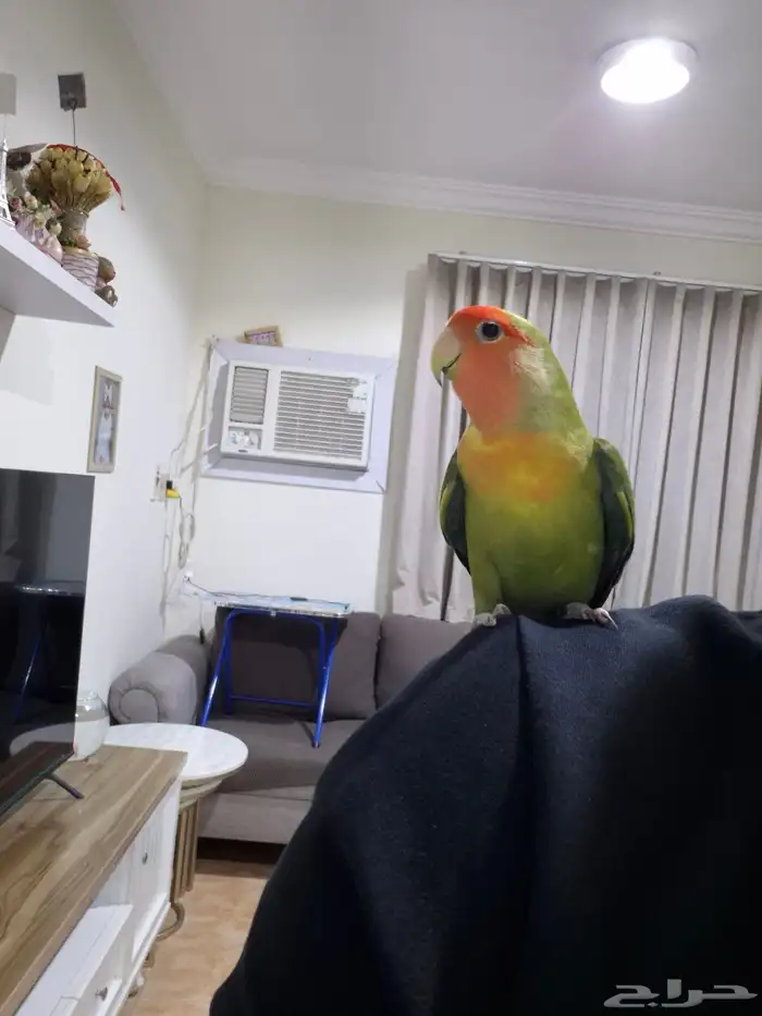 ذكر روز اليف جدآ تربيه 2