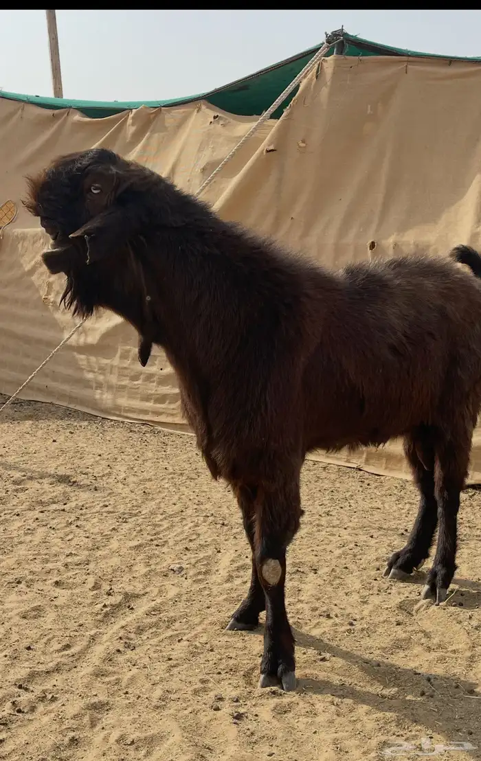 للبيع تيس شامي 2