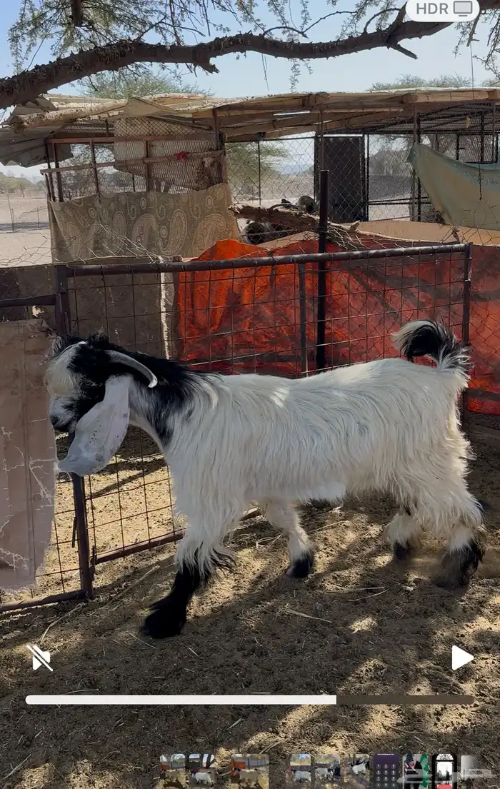 البيع تيس فحل عارضي صنف رقم الجوال 1