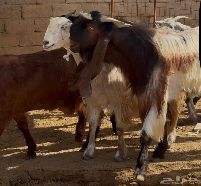 جفار ومعزا مصريات هجين شامي بفحولها مراح 1