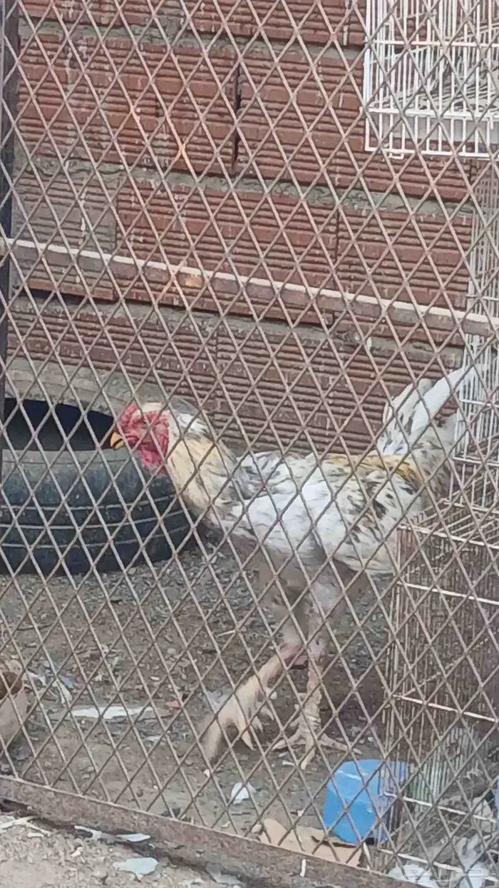 ديك هجين للبيع 3