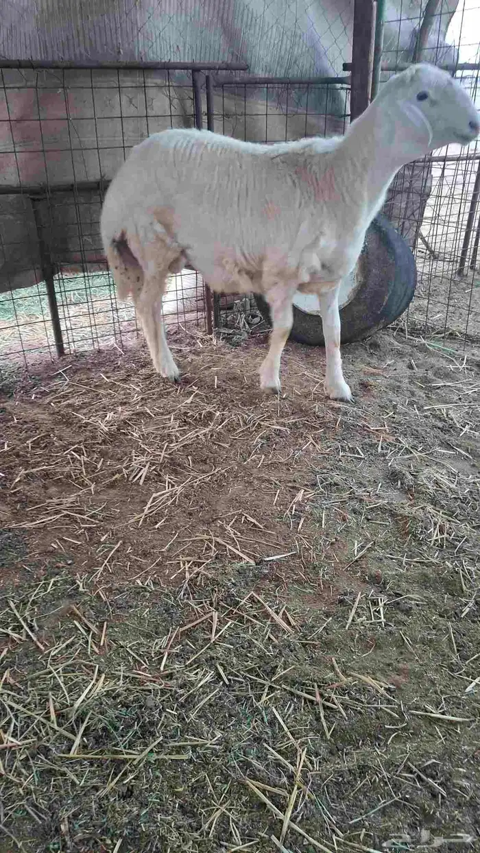 مشروع فحل حري صنف جذع غير مشروط لصغر سنه 0