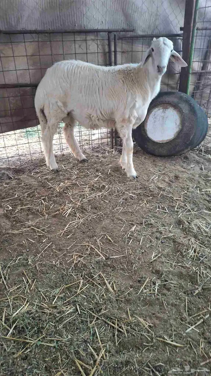 مشروع فحل حري صنف جذع غير مشروط لصغر سنه 2