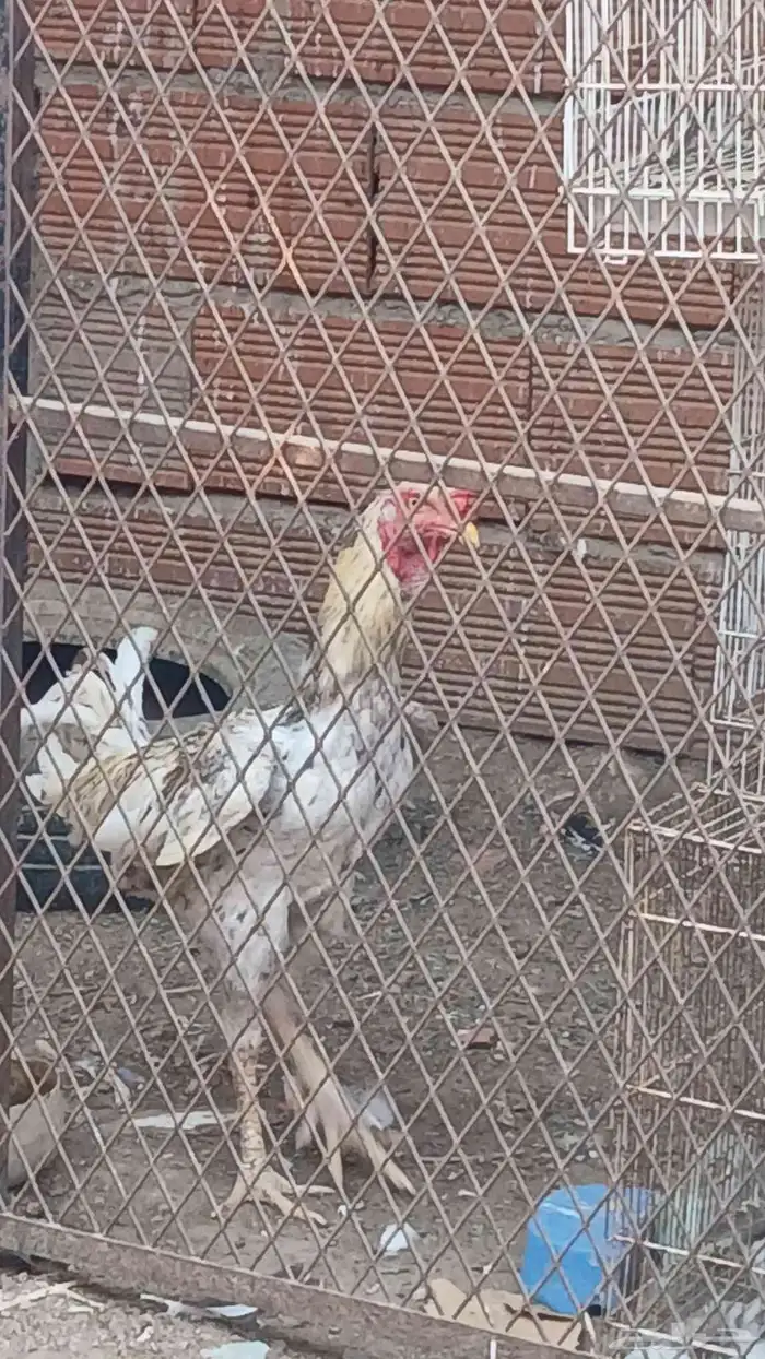 ديك هجين للبيع 1