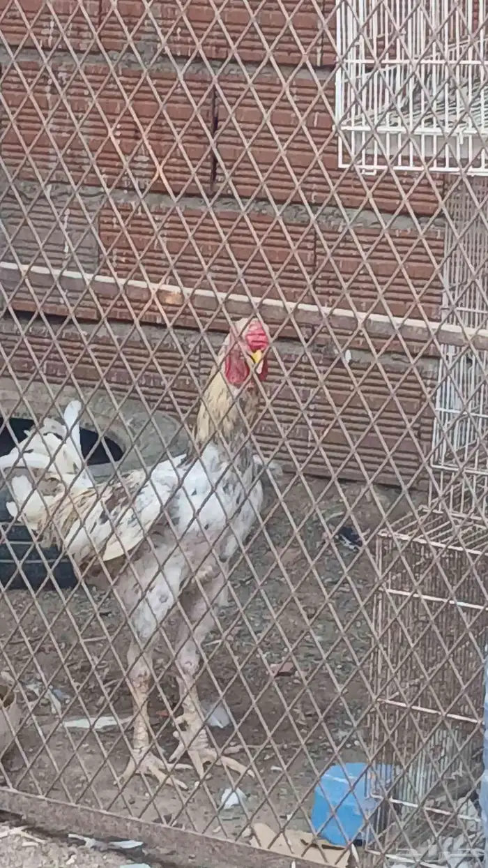 ديك هجين للبيع 0