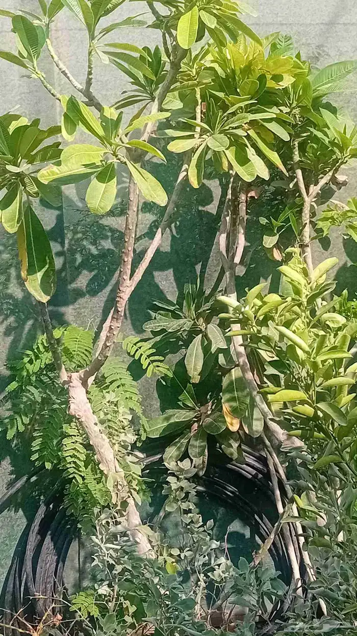 نخل واشنطنيا زينه 8