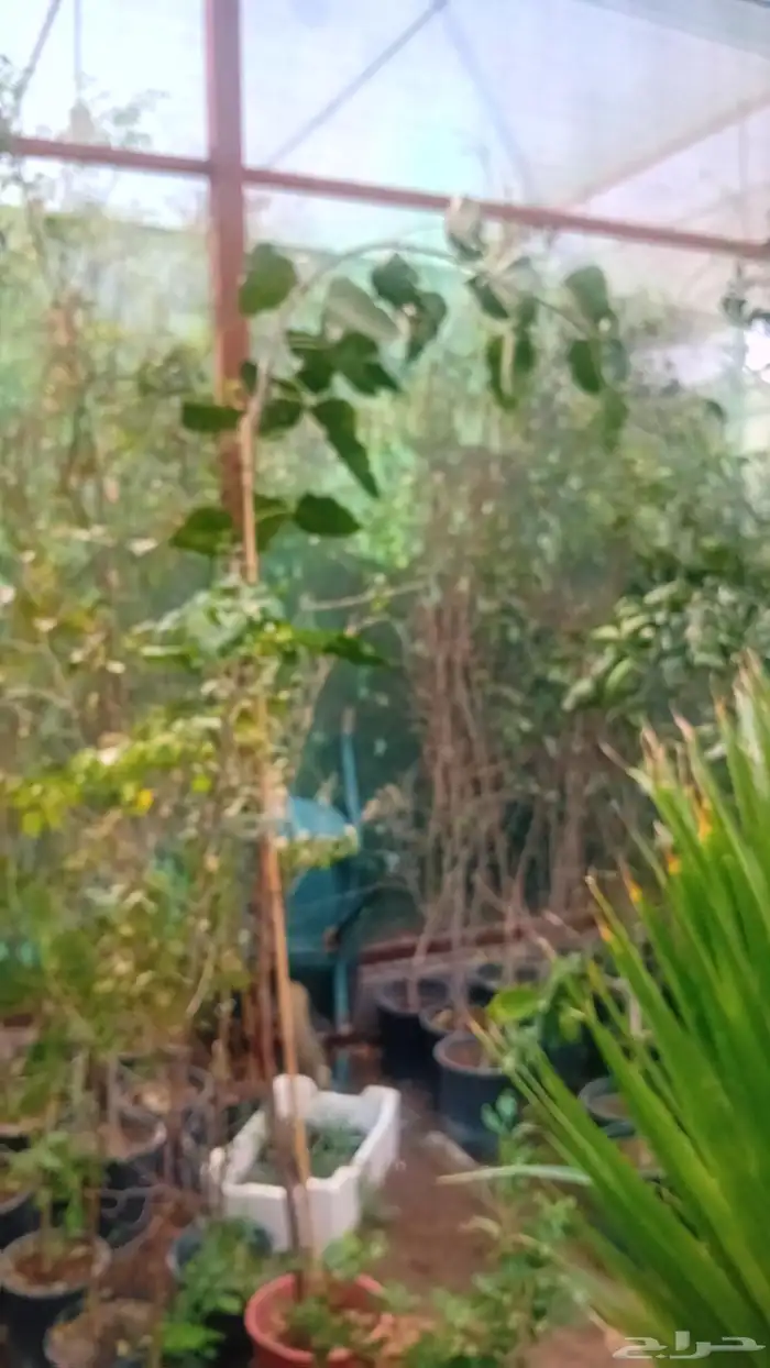 نخل واشنطنيا زينه 6