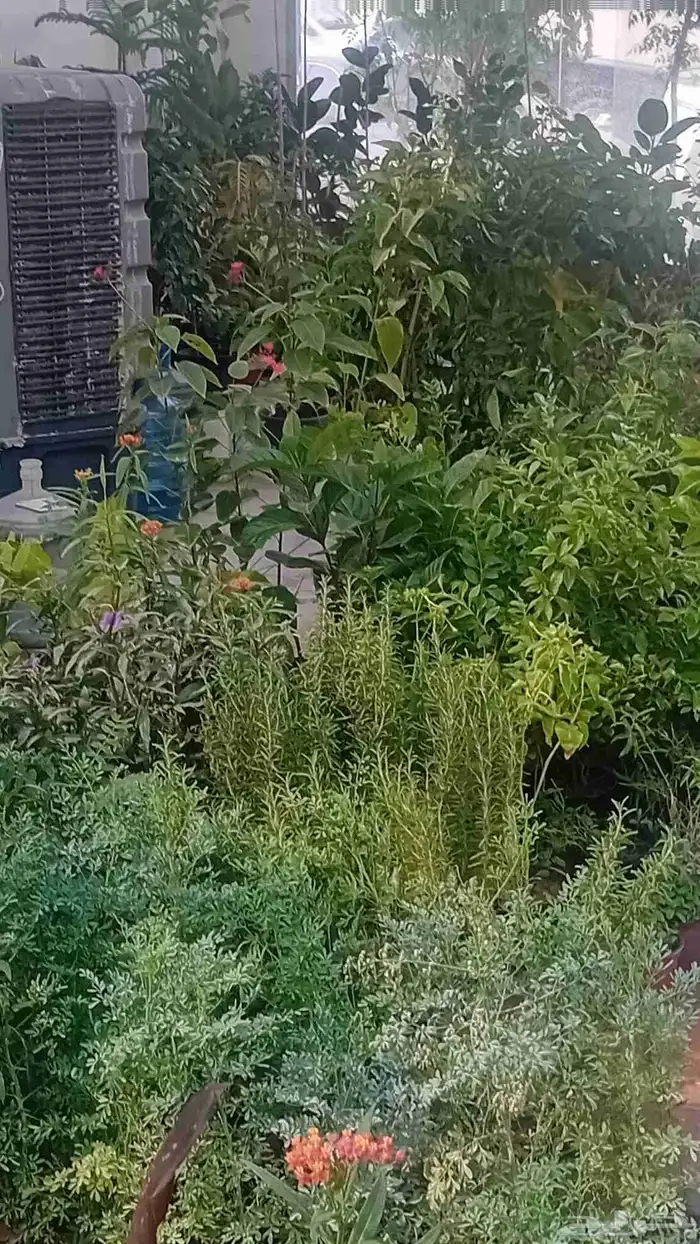 نخل واشنطنيا زينه 7