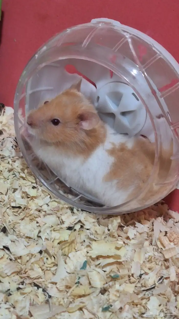 هامستر سوري صغير للبيع اعمارهم مابين الشهر للاربع اشهر 3