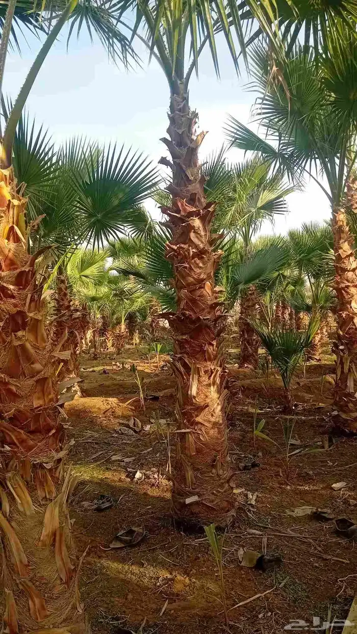 نخل واشنطنيا زينه 4