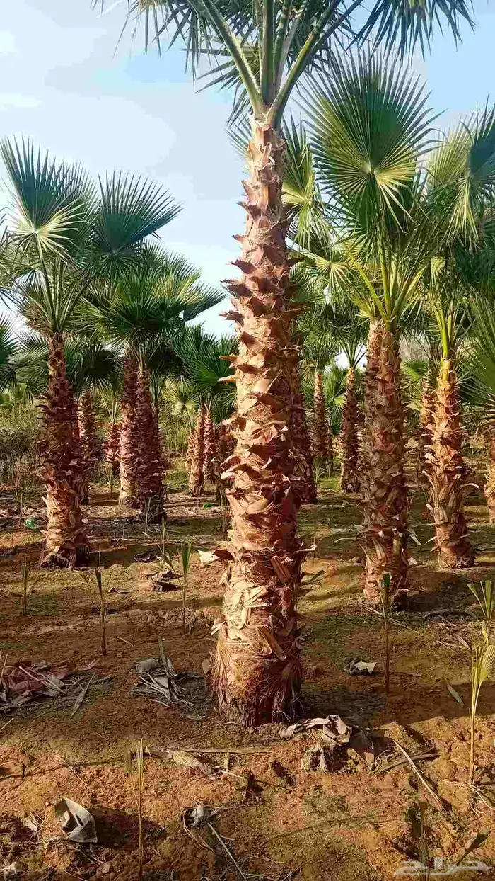 نخل واشنطنيا زينه 3